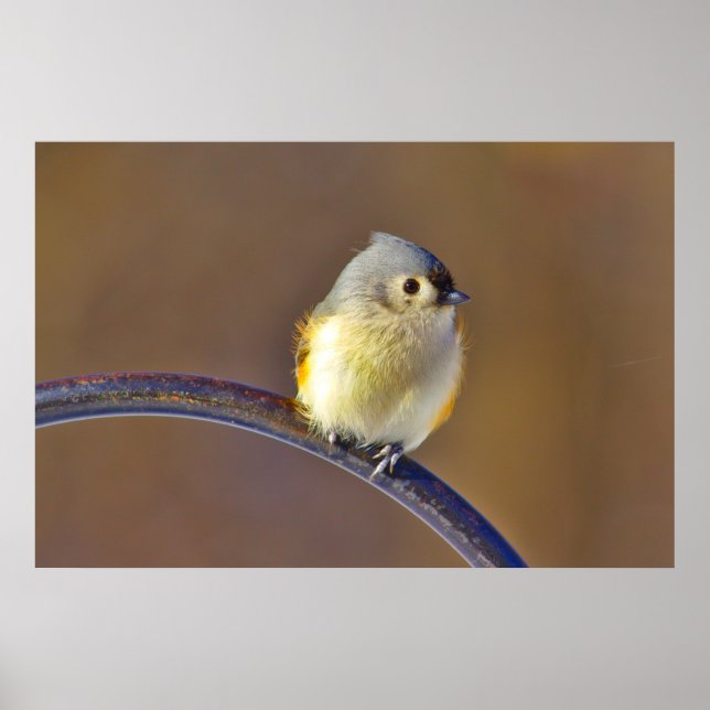 Poster Titmouse tufado (Frente)
