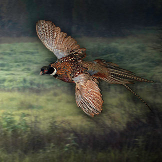 POSTER TÍTULO : " FESANT PROCURANDO PREY :