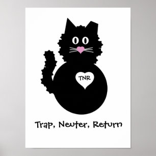 Poster TNR - Gatinho distorcido