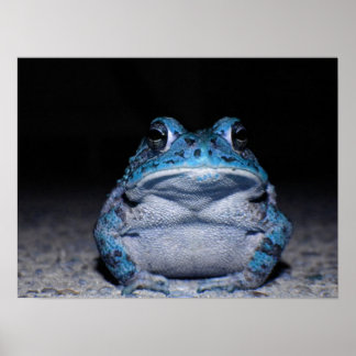 Póster Toad azul