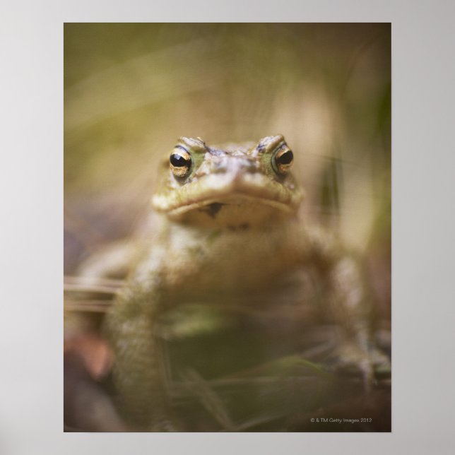 Póster Toad of the Day (Frente)