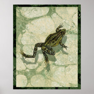 Póster Toad Swinning na água