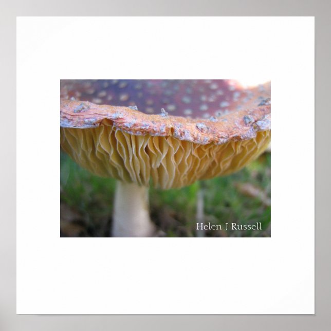 Poster Toadstool (Frente)