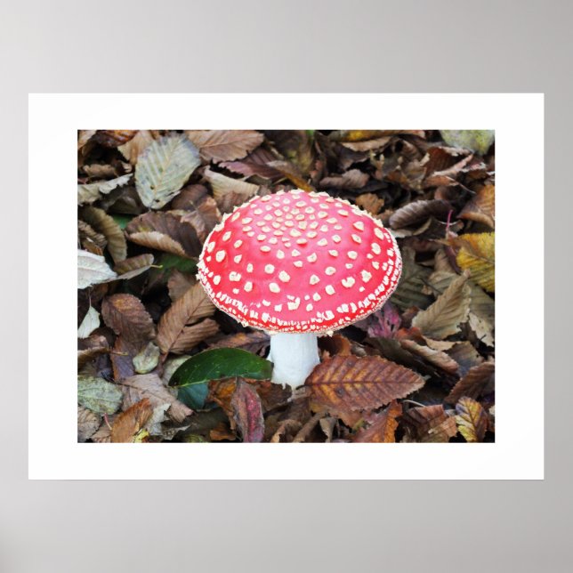 Póster Toadstool vermelha, Amanita muscaria (Frente)