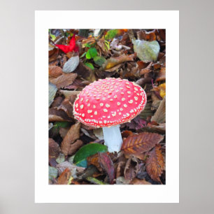 Poster Toadstool vermelha, Amanita muscaria