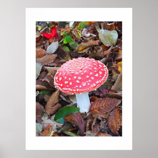 Poster Toadstool vermelha, Amanita muscaria (Frente)