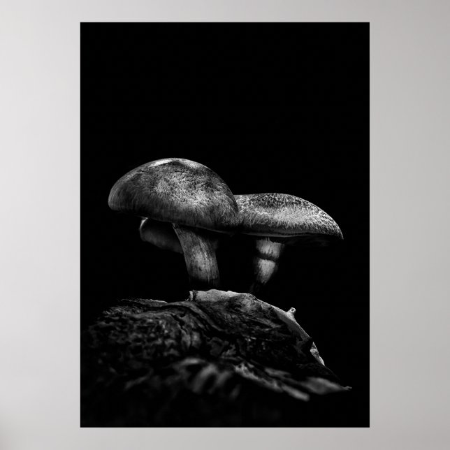 Poster Toadstools Num Rastreio N.O 5 (Frente)