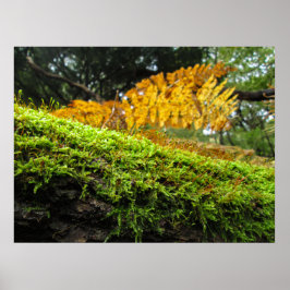 Poster Toco de Árvore em Musgo Luxuriante - Personalizado