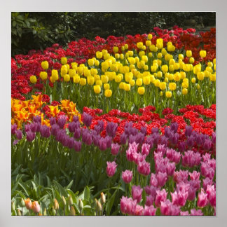 Póster Todas as cores do arco-íris