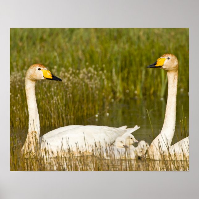 Póster Todo o cisne com ciredes na Islândia. (Frente)