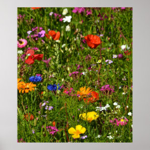 Poster todo tipo de flores bonitas