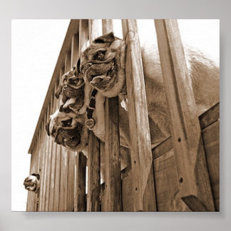 Póster TODOS OS BOMBOS NA canvas DO DECLÍNIO