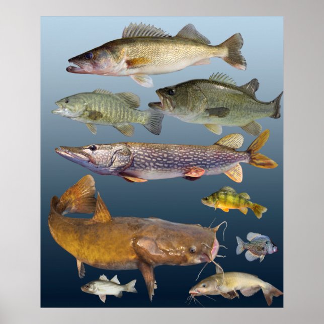 Poster todos os peixes de caça (Frente)