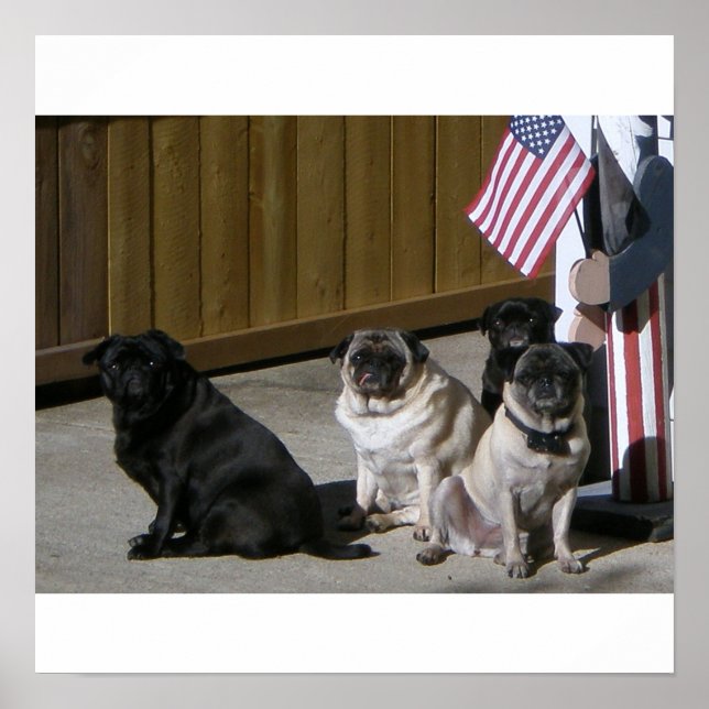 Poster Todos os Pugs Americanos (Frente)