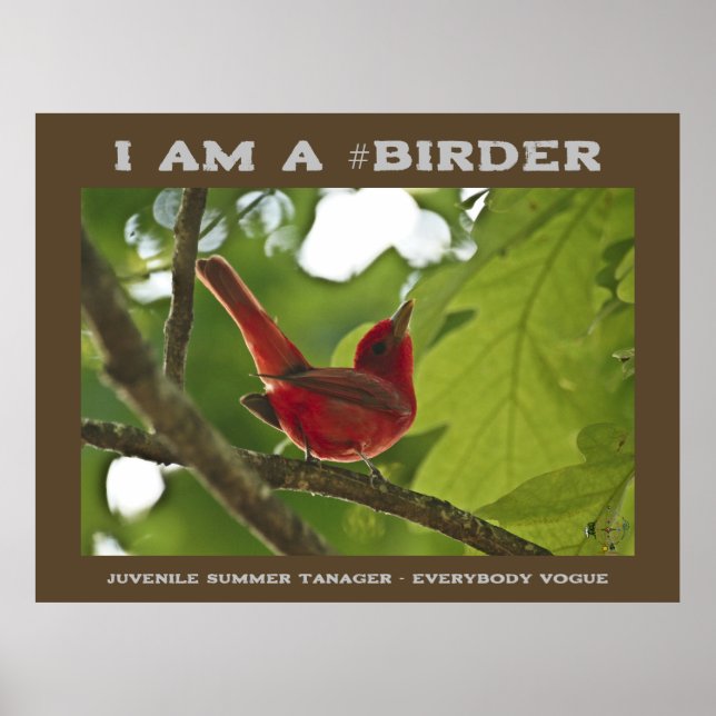 Poster Todos Vogue Juvenile Summer Tanager Birder (Frente)