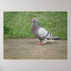 Poster Toed pombo