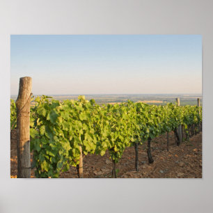 Poster Tokaj vineyards, Hungria