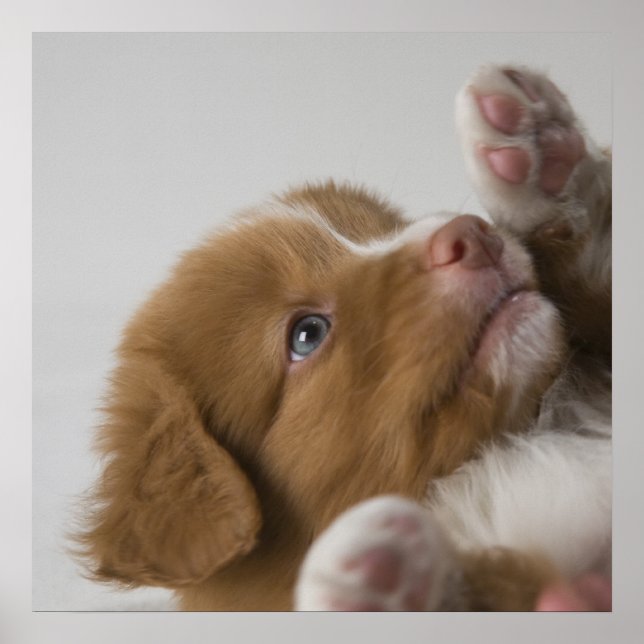 Poster Toller Puppy (Frente)
