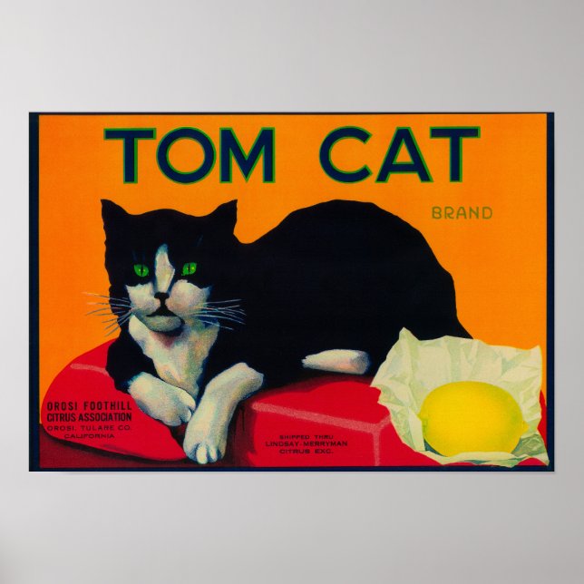 Póster Tom Cat Lemon LabelOrosi, CA (Frente)