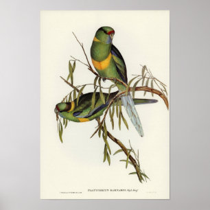 Poster Tomada de Barnard por Elizabeth Gould
