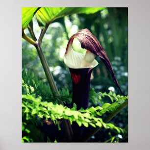 Poster Tomada Grande Na Flor Da Pulseira Feche-Se