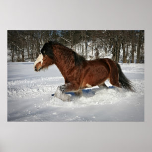 Póster Tomando o no Passo-Clydesdale na neve