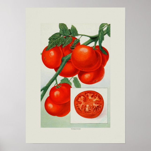 Poster Tomate (Frente)