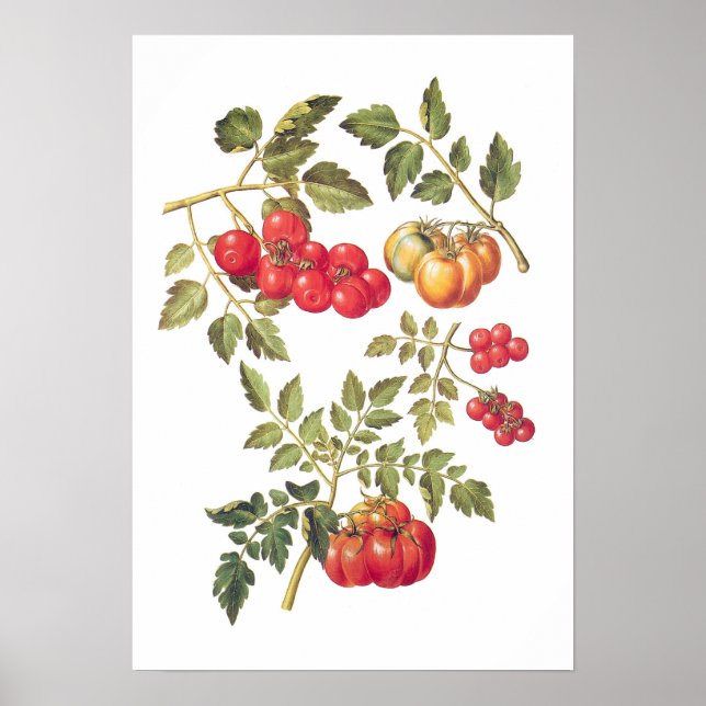 Poster Tomate (Frente)