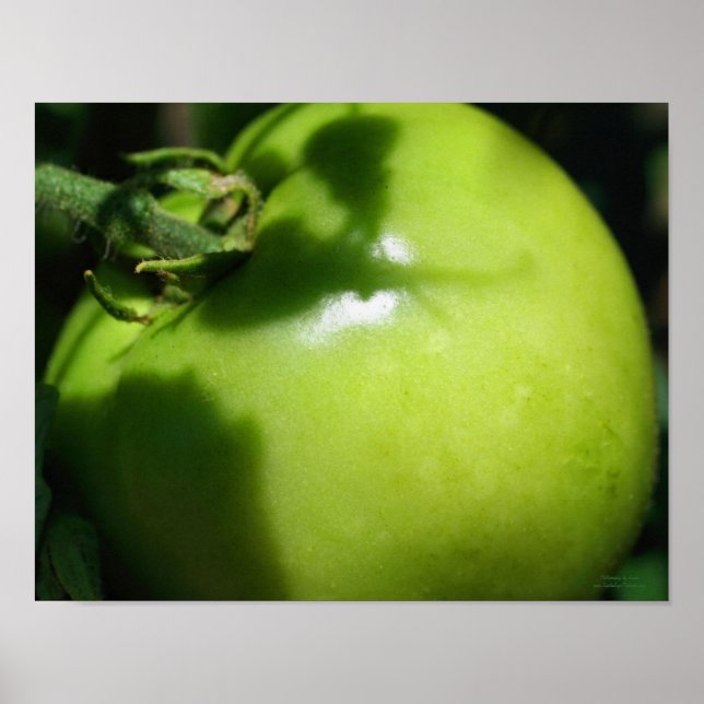 Póster Tomate de Jardim Verde (Frente)