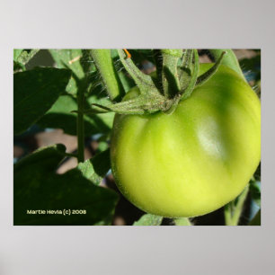 Póster Tomate Verde