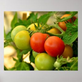 Poster Tomates Cereja Vermelhos e Verdes na Haste