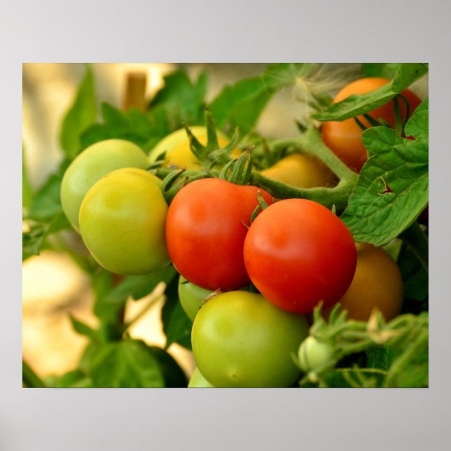Poster Tomates Cereja Vermelhos e Verdes na Haste (Frente)