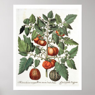 Póster Tomates e melões: luteo do fructu dos amoris
