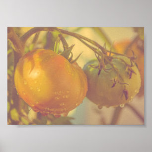 Poster Tomates Garden — Colheita de Verão