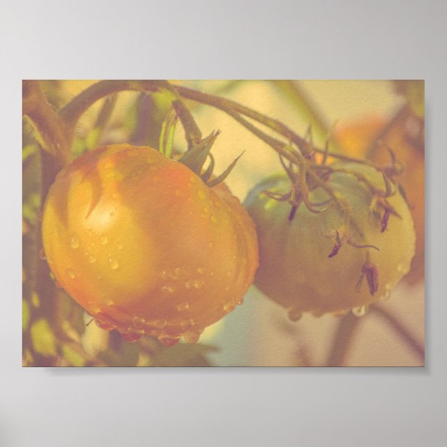 Poster Tomates Garden — Colheita de Verão (Frente)