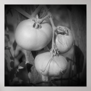 Poster Tomates Na Haste Preto E Branco