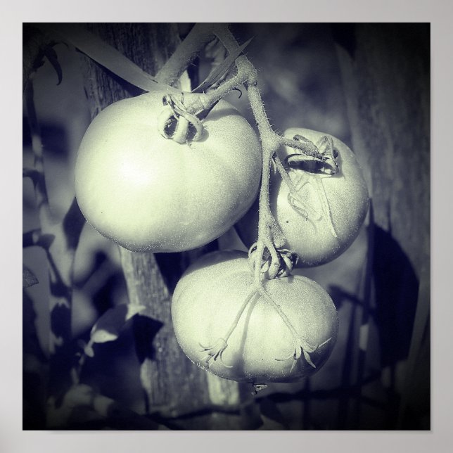Poster Tomates Na Haste Preto E Branco  (Frente)