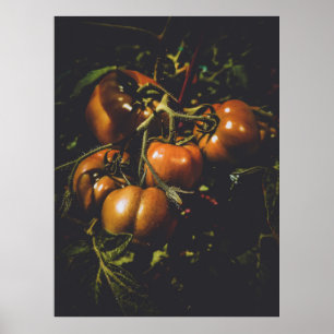 Poster Tomates Rústicos Temperamentais Cozinha de Fazenda