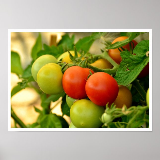 Poster Tomates verdes e vermelhos de cereja na vinha (Frente)