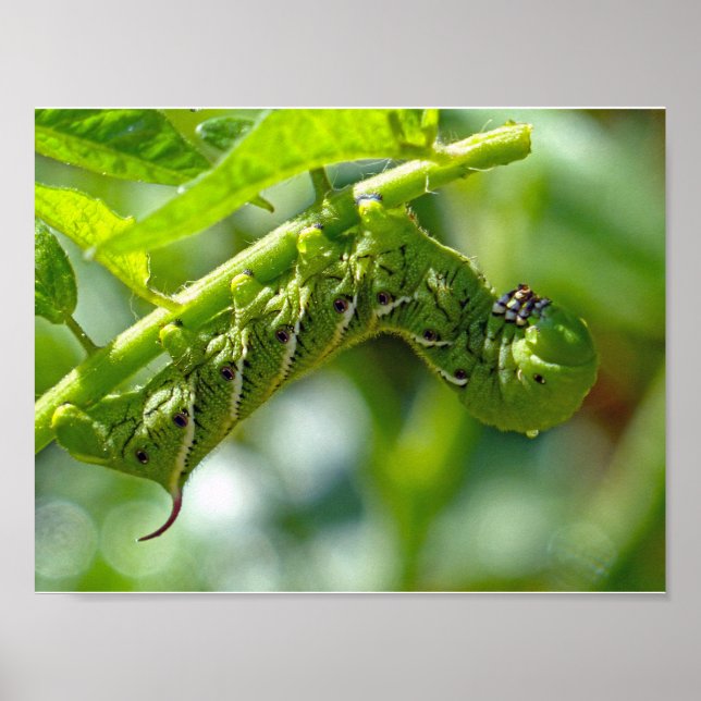 Poster Tomato Hornworm (Frente)