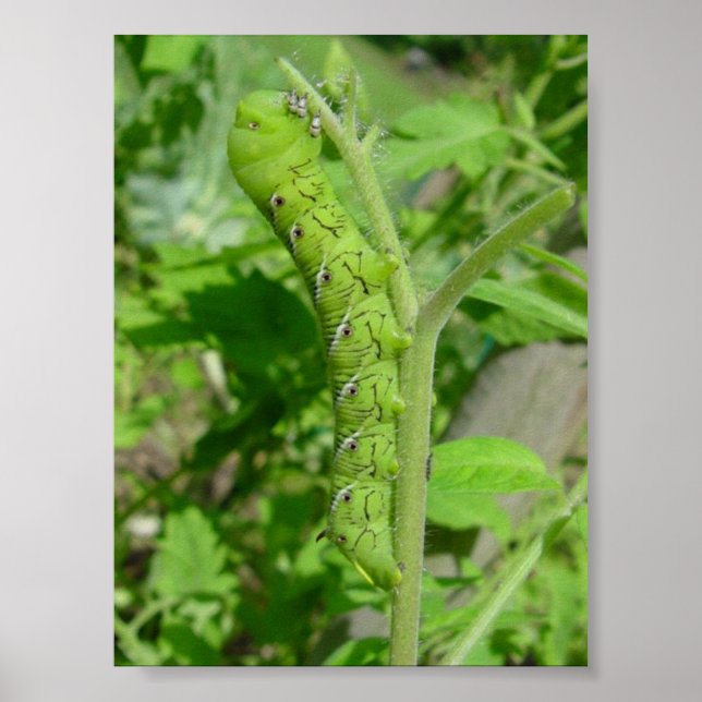 Póster tomatobug (Frente)