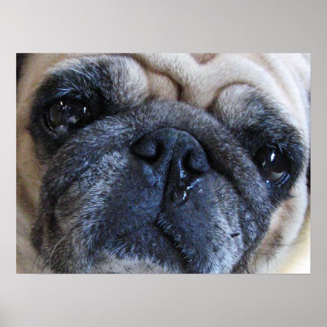 Poster Tome Logo Cachorro Pug Doente (Frente)