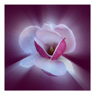 Póster tons de magnólia rosa