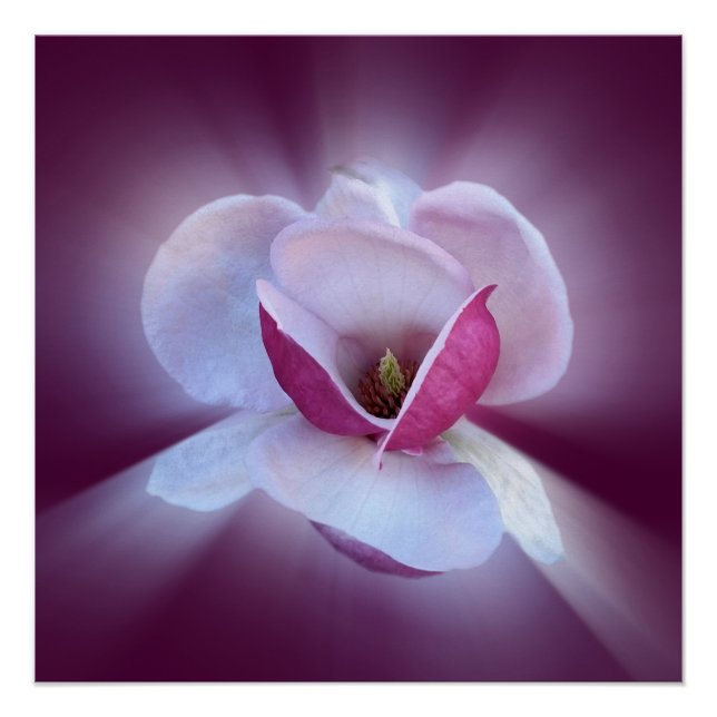 Póster tons de magnólia rosa (Frente)