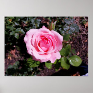 Poster tons de rosa