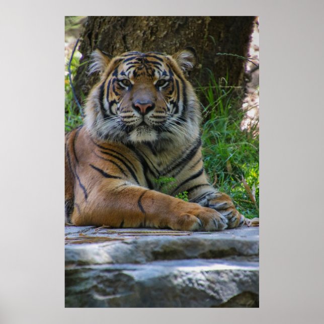 Poster Tony (Frente)