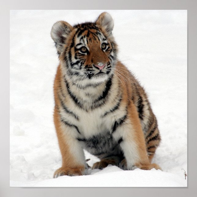 Poster Tony Jr. (Frente)