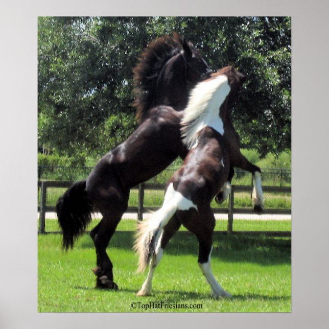 Póster TopHatFriesians.com (Frente)