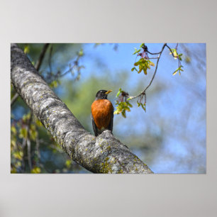 Poster Tordo Americano em uma Árvore de Bordo