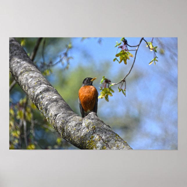 Poster Tordo Americano em uma Árvore de Bordo (Frente)